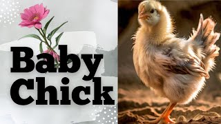 Baby Chick#Chicken#Farmyard#dreams#Friendship#Br-Creative