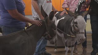 Donkey Ridge Farm at the Upcoming Miniature Donkey Show