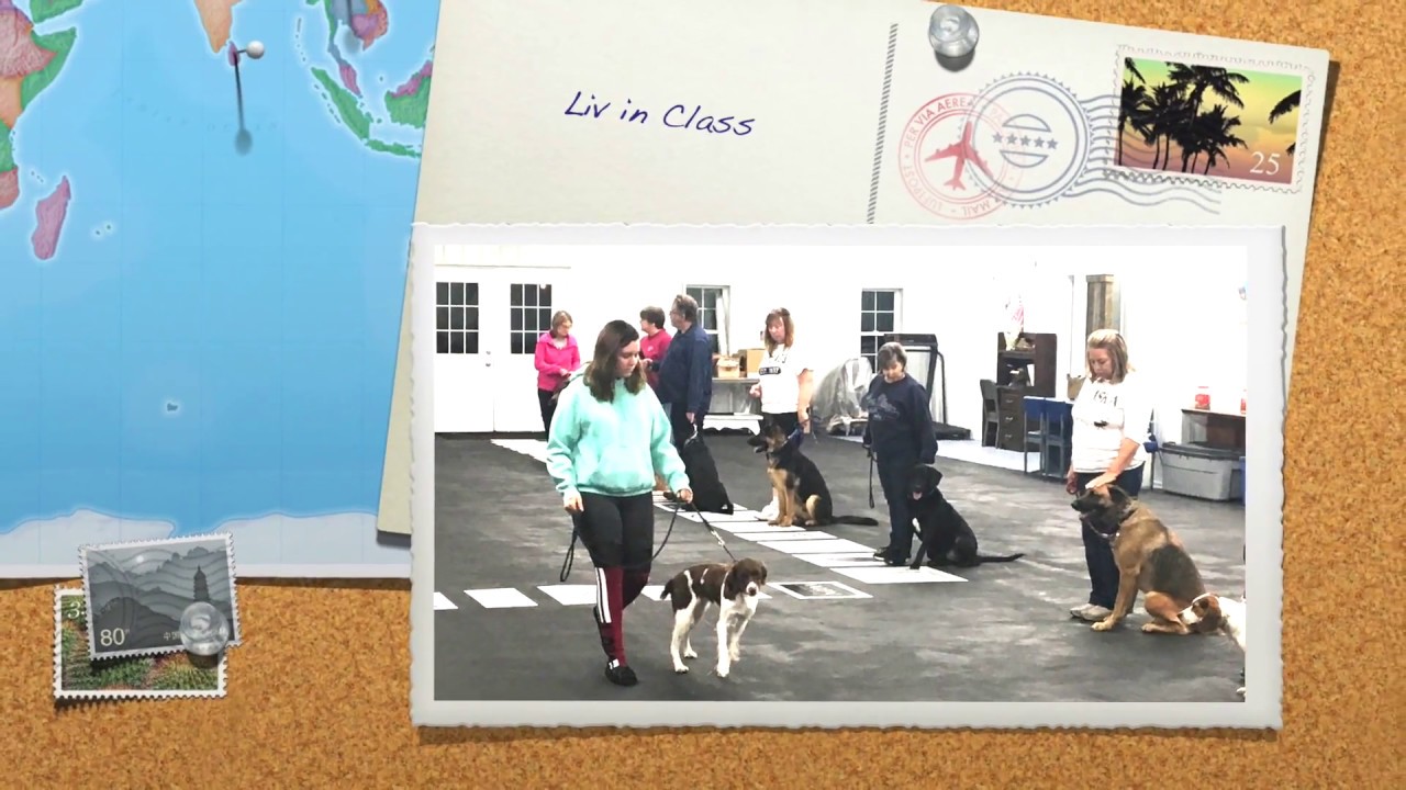 Aldens Kennels Dog Training, Chicago IL. YouTube