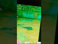 otter or udbilao #funny #animals #otter #cute #wildlife #yt#ytshorts