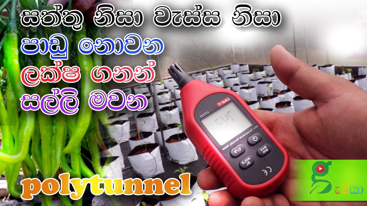 103 වැස්සට බය නෑ . කිසිම ලෙඩක් හැදෙන්නෙත් නෑ. සල්ලි ගලාගෙන එන​ Green house - 0719775775