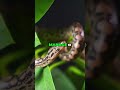 Reptile Breeding: Efficiency vs. Individual Animal Care #shorts