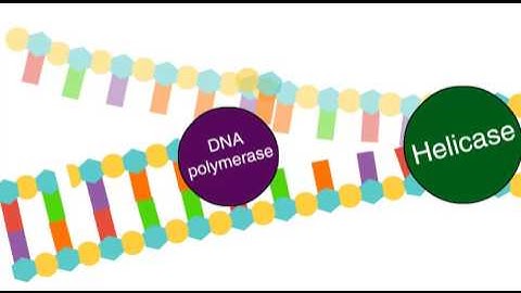 Enzymes in DNA replication