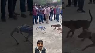 Indian dog vs robot dog ???shorts