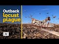 Aussie town fights an outbreak of plague locusts | Landline | ABC Australia