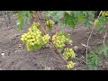 Виноград Прима Украины 2019г