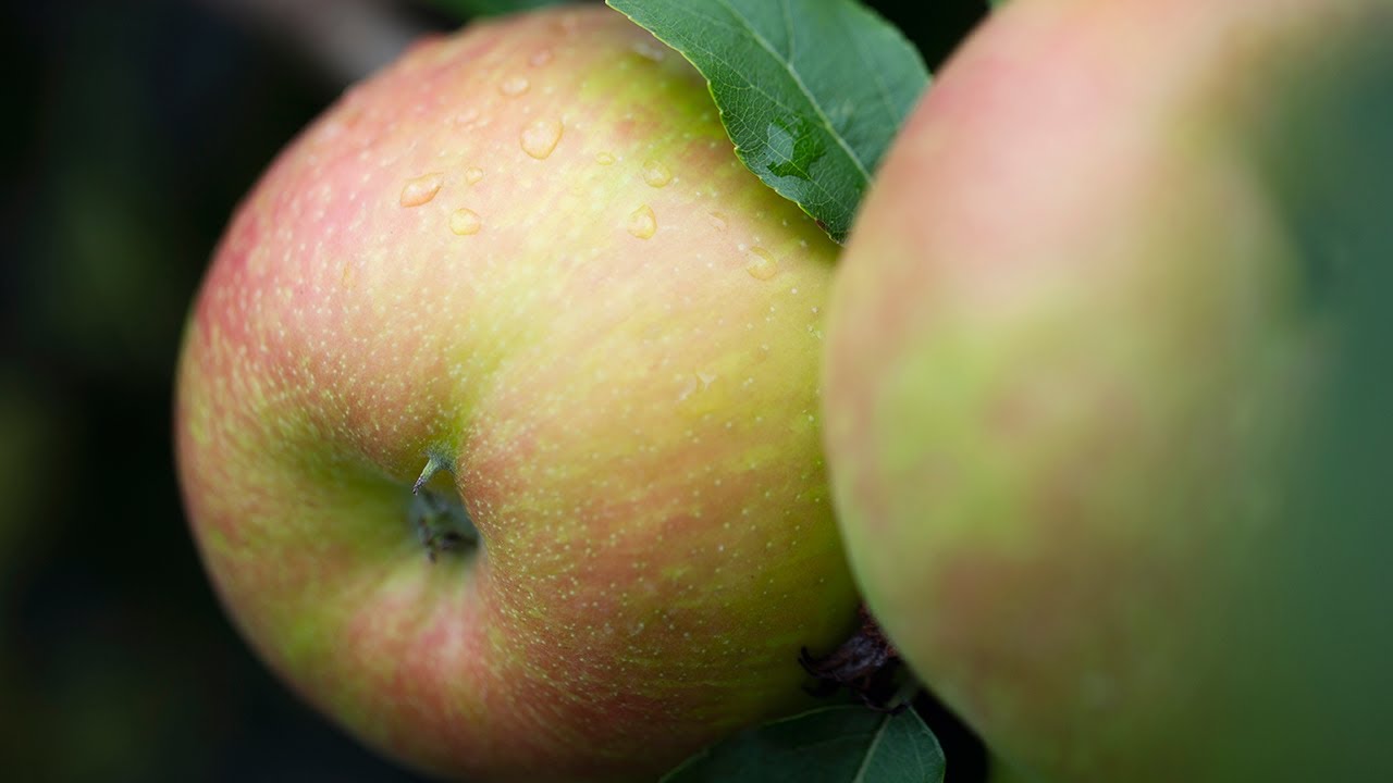 Falling For Local Apples Heinen S Grocery Store