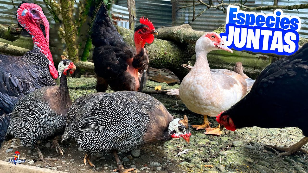 Esto pasa cuando juntas todas tus aves 😳 Gallinas, Gansos, Patos, Pavos, Codornices, Guineas...