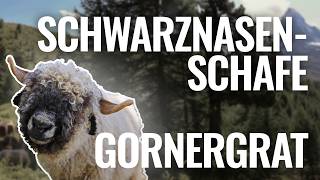 Mit der Gornergratbahn zu den Schwarznasenschafen 🐑 Matterhorn & Zermatt erleben | Schweiz