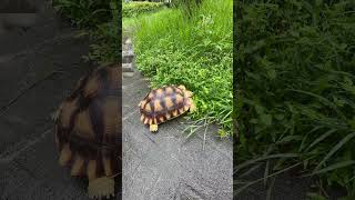 雨天的美食(阿瑰)#turtle #turtlewatching #tortoise #リクガメ #cute #animals #pets #蘇卡達象龜 #蘇卡達