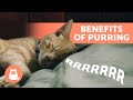 6 BENEFITS of a CAT&#39;S PURR for Humans 🐱