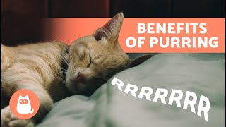 6 BENEFITS of a CAT'S PURR for Humans