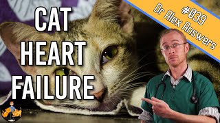 Heart Failure In Cats Symptoms Treatment Life Expectancy Cat Health Vet Advice Youtube