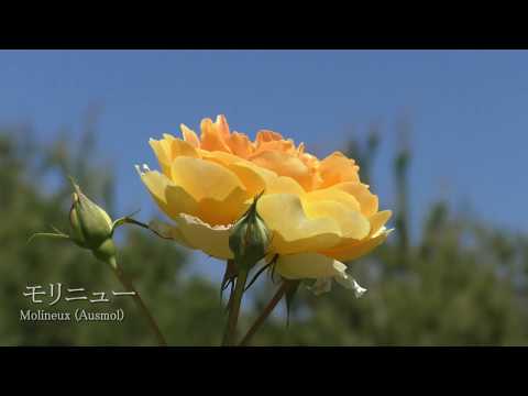 モリニュー - Molineux (Ausmol) - YouTube