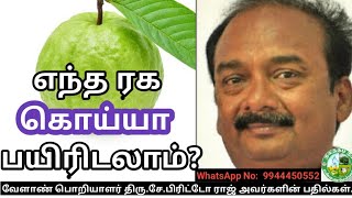 Which Guava is Best? | Brittoraj| எந்த ரக கொய்யா பயிரிடலாம்?