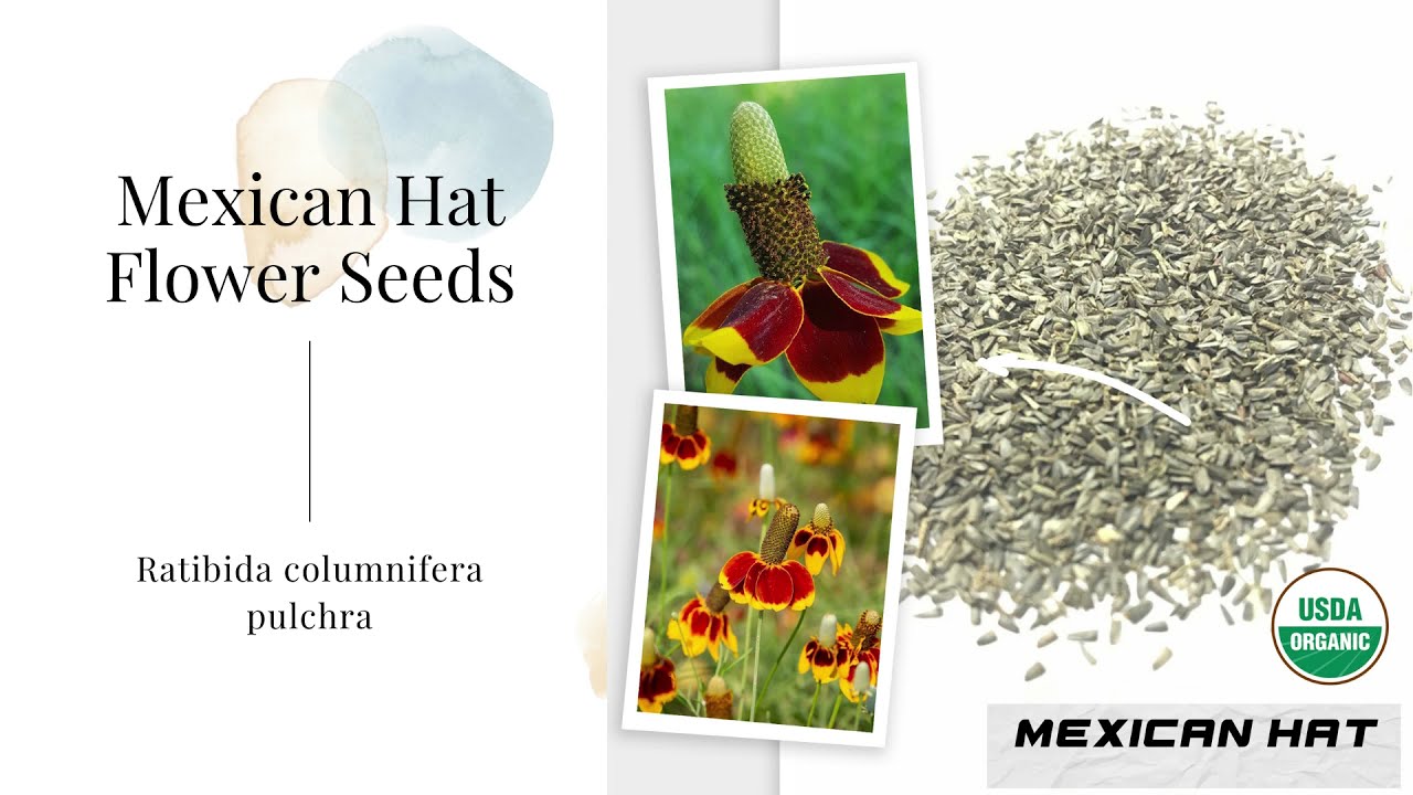 Prairie Coneflower Mexican Hat Seeds Ratibida columnifera Wildflower Red  Spike Perennial Flower USA