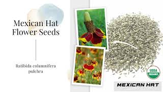 Prairie Coneflower Mexican Hat Seeds Ratibida Columnifera Wildflower Red Spike Perennial Flower Usa