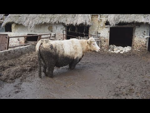 Videó: Hogyan Lehet Tehenet Nevelni