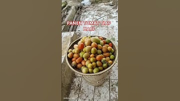Tiap hari panen tomat#fyp #sorts #shorts #berkebun #berkebundirumah #menanam #pertanian #perkebunan