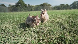 Meet the Miniature Schnauzer | Petland Florida