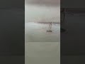 #amazing 🐬🐬வலையில் மாட்டிய விரால் மீன்கள்||🐬🐬#villgefishing #viralfish