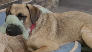 Celebrity How to Prevent a Dog from Tearing Up Furniture Profile