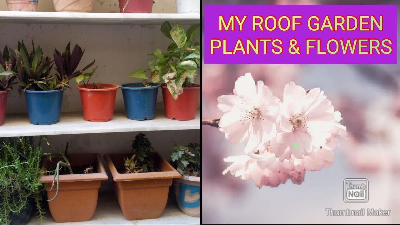 roof garden me kese plants lgaye my roof garden YouTube