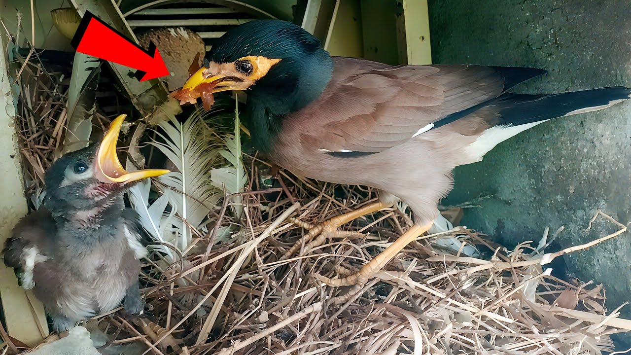 Myna Feeding Its Baby With Care Inside the Nest! - YouTube