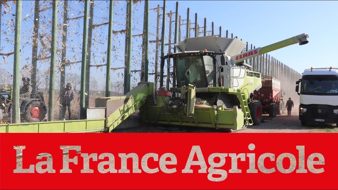 Reportage : Un système fait maison pour battre le maïs en crib