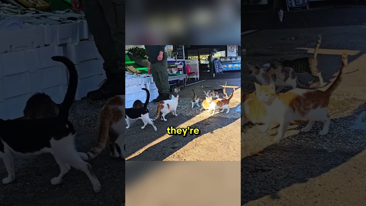 These Cats Visit the Fish Market Every Morning 😭🐈 