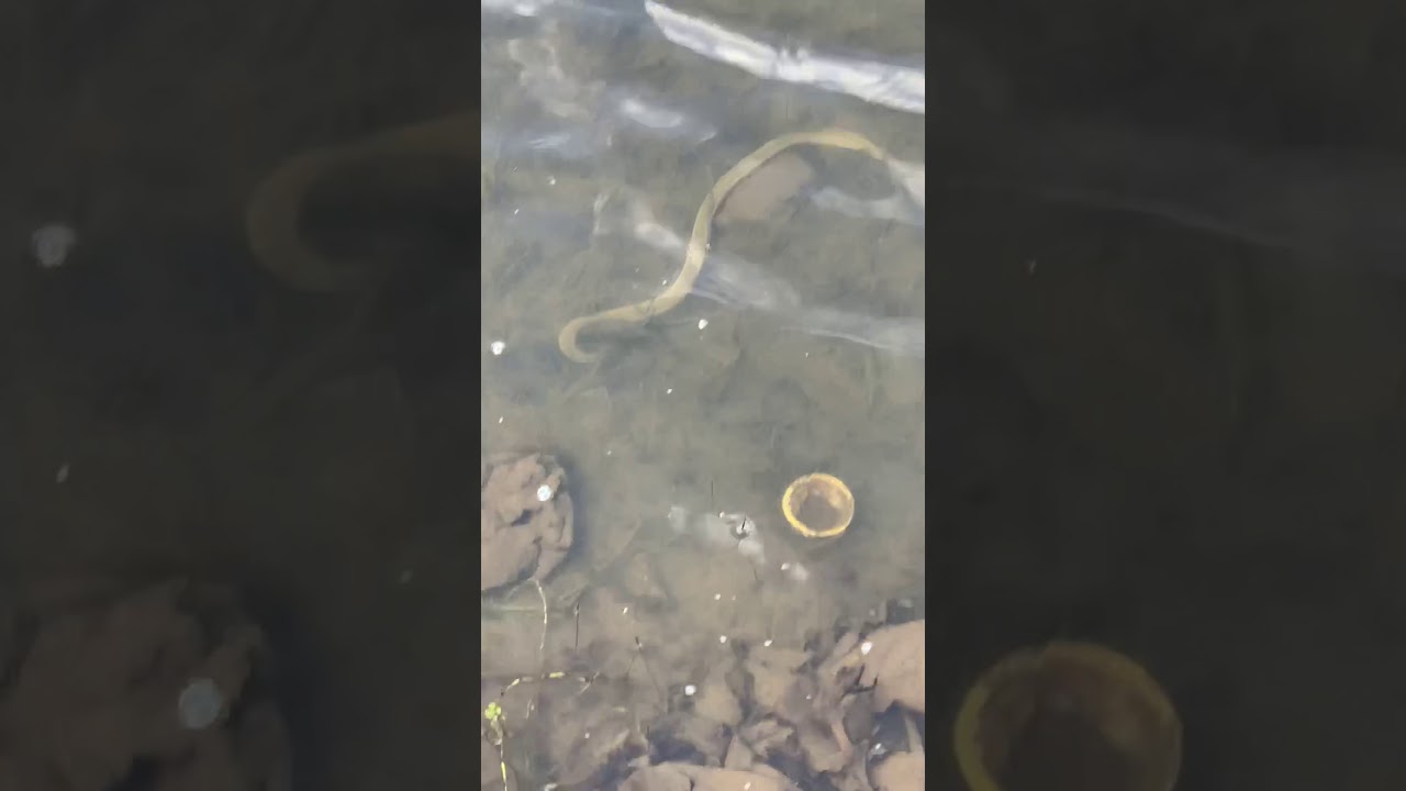 Water snake YouTube