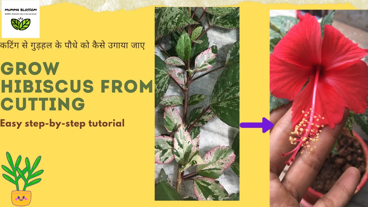 How to Easy grow hibiscus plant from cutting cutting से गुड़हल का