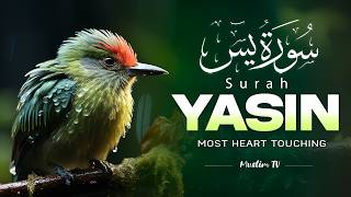 Surah Yaseen (سورة يس) | Heart-Touching & Relaxing Quran Recitation for Inner Healing #yasin screenshot 4