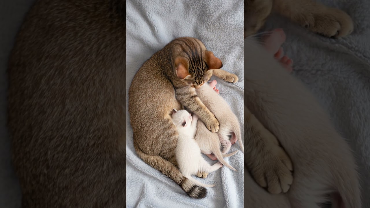 Mother Cat Nursing Her Newborn Kittens 🐱💕 A Pure Moment of Love