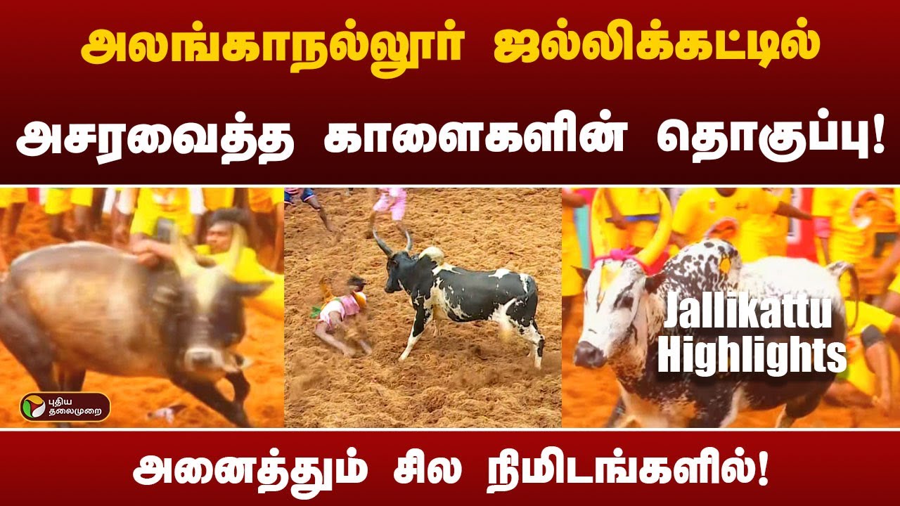 அலங்காநல்லூர் ஜல்லிக்கட்டில் அசரவைத்த காளைகளின் தொகுப்பு! | Jallikattu Highlights