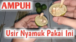 CARA MENGUSIR NYAMUK dengan bahan Alami, HEMAT dan RAMAH LINGKUNGAN