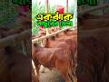 চান্দিনা হাটে একঝাঁক বাছুরের মেলা 🐄 | #mitaliagro #চান্দিনা_হাট #shorts