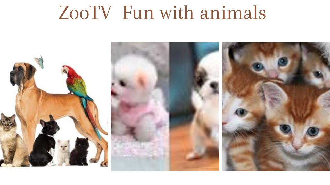 Fun With Animals Fun with animals|| most fuuny animals and bards|| - YouTube