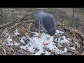 Sokół wędrowny Dolina Baryczy - samica MC z gołębiem, piórkowanie, jedzenie i odlot 2020 02 16