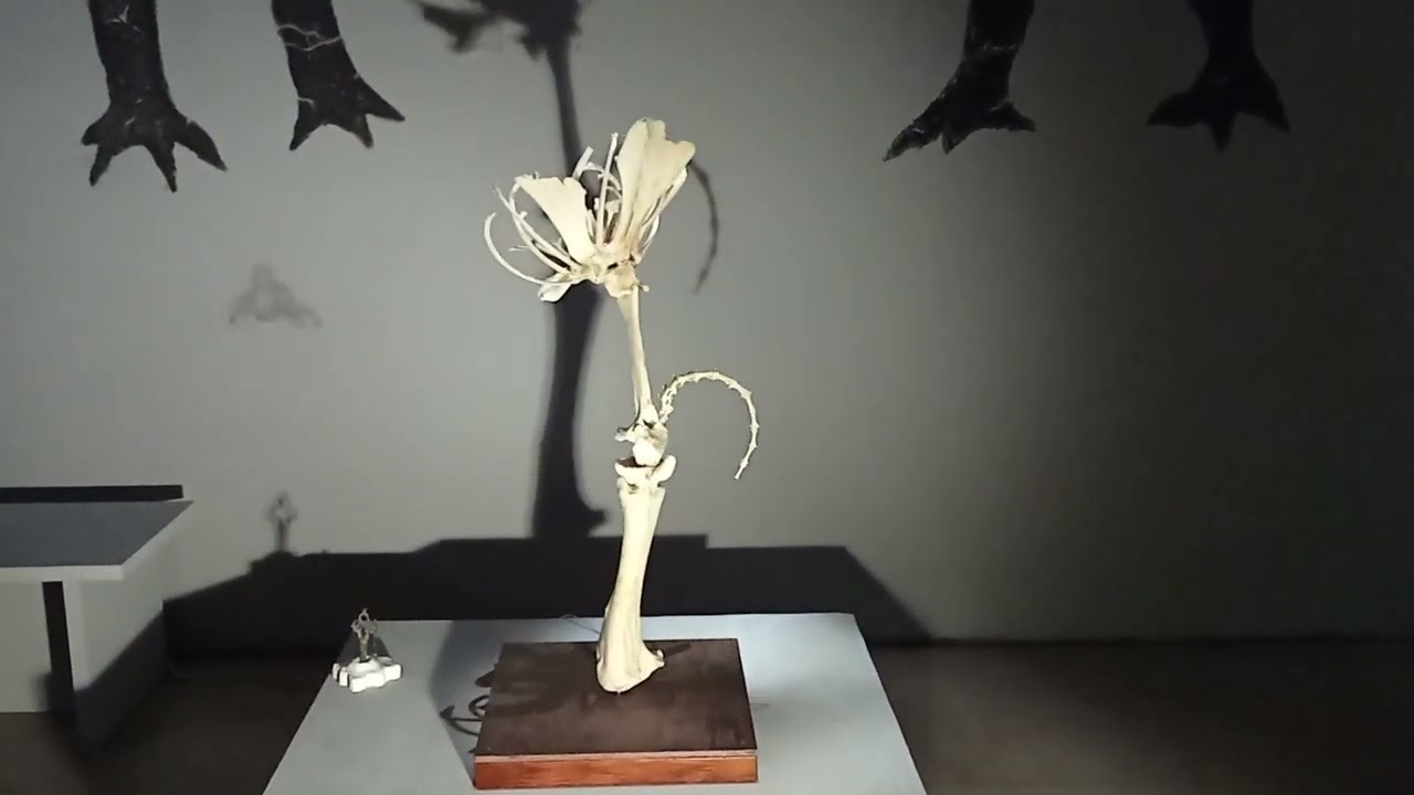 Выставка «Неуместные артефакты» в Masters Digital Gallery. проект художницы Ани Герасимовой