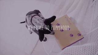 Meet PupBox