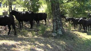 Owley Valley Cattle Drive