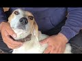 Бездомная собака Лили едет на стерилизацию/Stray dog Lily goes for sterilization