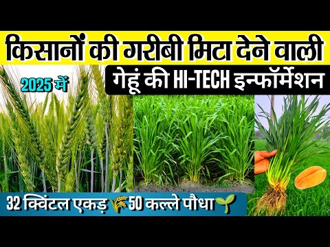 ग ह क ख त A To Z ज नक र Gehu Ki Kheti 2025 Gehu Ki Kheti Kab Aur Kaise Karen Wheat Farming 2025 