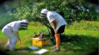 Keeping Bees In The Nish 1920X1080 1