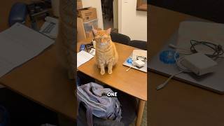 Is it just our cats..? #theoandiris #cat