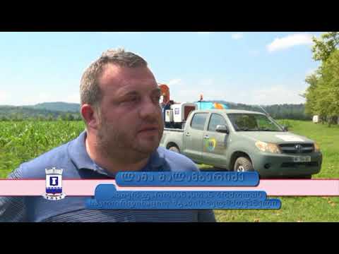 ფაროსანას საწინააღმდეგო წამლობა აქტიურად მიმდინარეობს