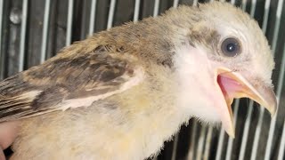 UPDATE STOK ABADI BIRD BANDUNG RABU 26/11/2025