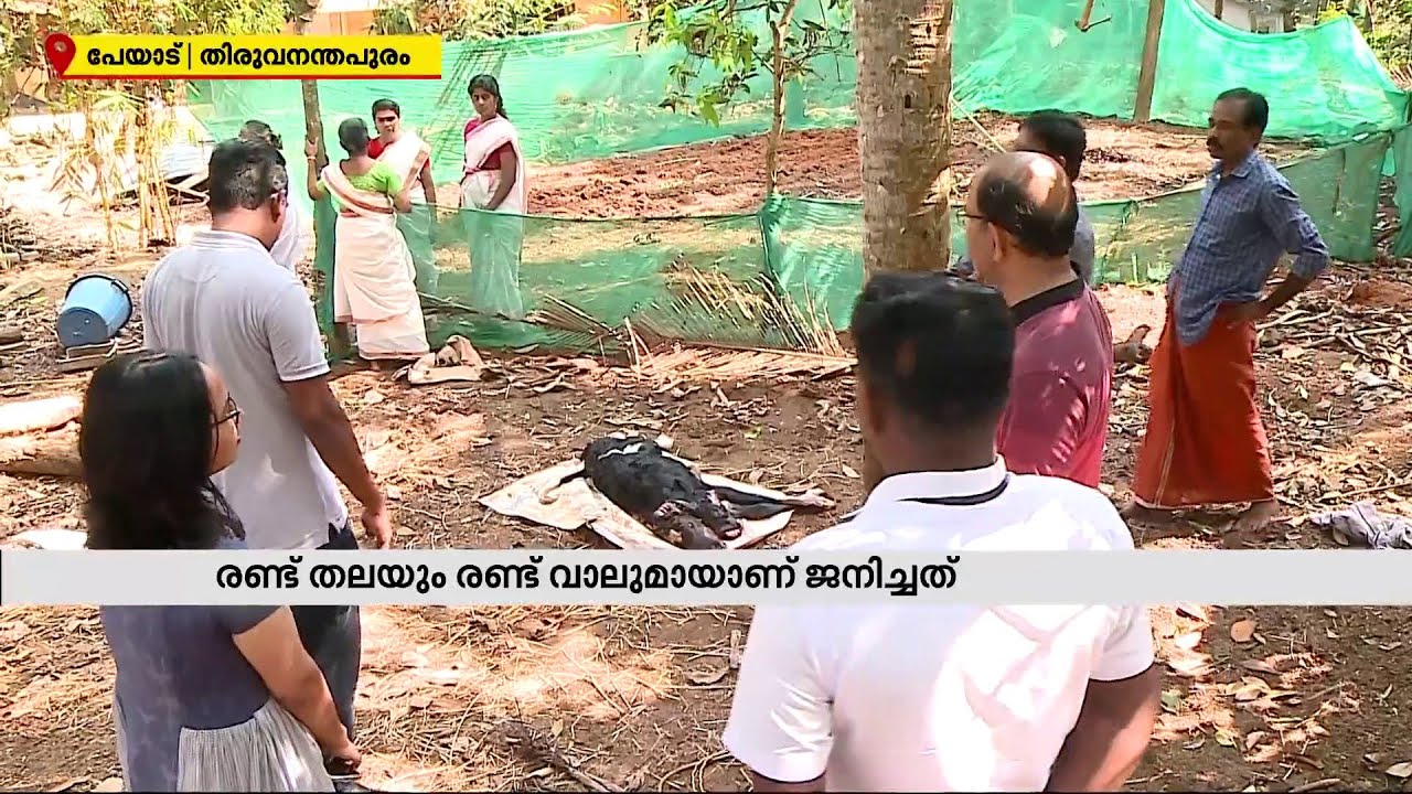 രണ്ട് തലയും രണ്ട് വാലും രണ്ട് നട്ടെല്ലുമായി ഒരു പശുക്കിടാവ്| Mathrubhumi News