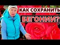 Как сохранить БЕГОНИИ до следующего сезона? Размножение моим любимым способом